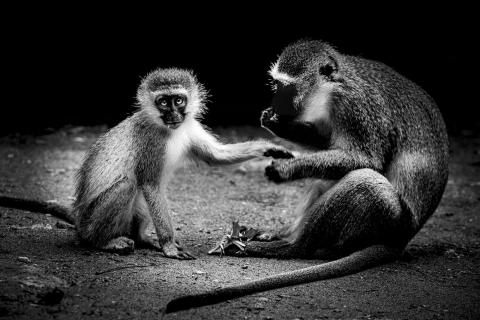 2 monkeys on the floor in black and white
