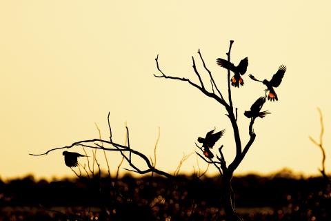 Red tailed black cockatoos in a tree at sunset