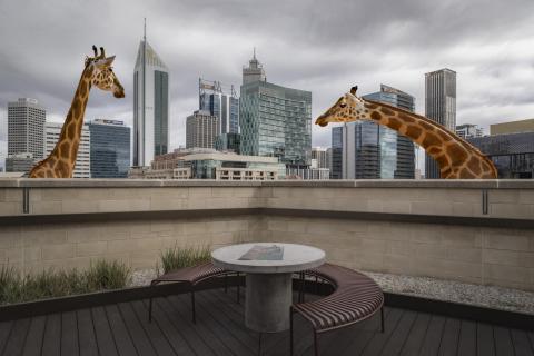 Giraffes walking through a city